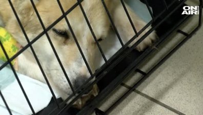 Благоевград: Доброволци сигнализираха за немарливо отношение спрямо оперирано куче