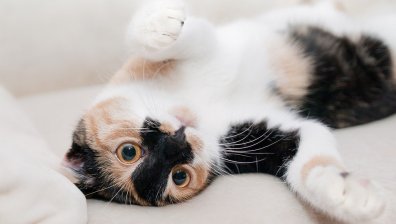 Френско министерство си търси нова служебна котка на пълен работен ден