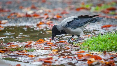 Облачен и дъждовен понеделник с температури до 21 градуса