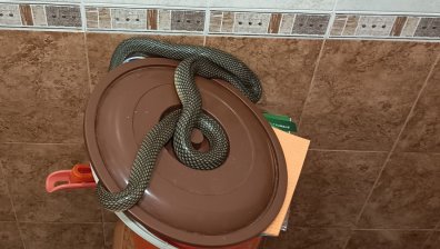 Натоварен ден за ловеца на змии от Стара Загора: Най-мразя змия в кола (+ВИДЕО)