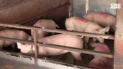 Обрат: Без разфасоване на прасета в центъра на Пловдив