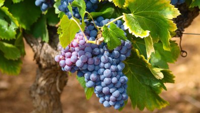 Защо СЗО препоръчва да ядем грозде?