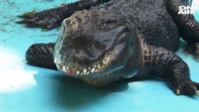 На 85 години: Най-старият алигатор в света празнува рожден ден