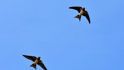 Ето кои сънища ни вещаят щастие и успехи