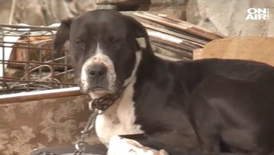 Паника в бургаско село: Агресивен питбул хапе хора и убива други кучета