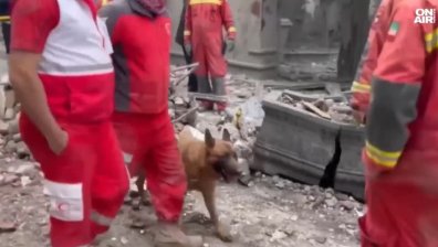 Травма изпраща Лео в пенсия: Историята на кучето спасител от Иран