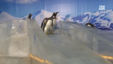 Пързалящи се пингвини в Китай събраха хиляди туристи