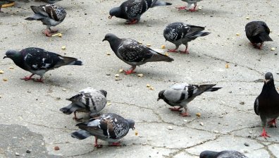 Смрад, миризми, зарази: Съсед отглежда множество гълъби, дори в училището мирише