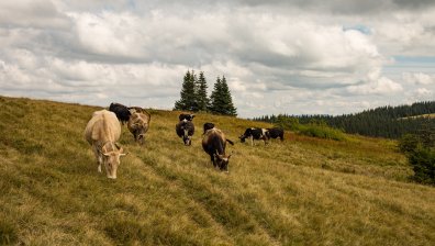 В Украйна са притеснени за намаляването на говедата и кравите