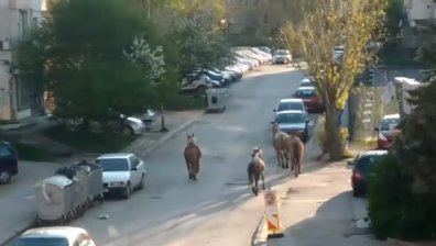 Helpbook: Подплашени коне препускат в столичния кв. "Овча купел"