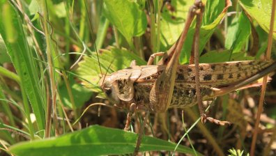 Марокански скакалец съсипва реколтата ни - кои общини атакува?