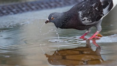 WWF: София пред риск от недостиг на вода до 2050 г., правителствата и бизнесът си затварят очите