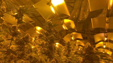 Съдът остави в ареста задържаните да наркооранжерията в "Кремиковци"