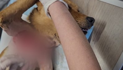 Ветеринари се борят за живота на куче след брутално дране в село Стояново