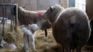Убиха пастир заради агнетата му