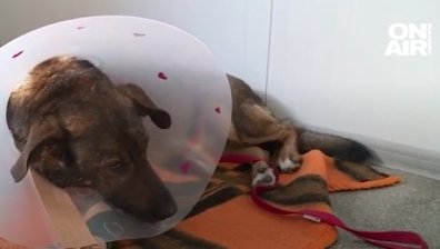 Граждани протестират пред дома на насилника на животни Захари Шулев, настояват за сурово наказание