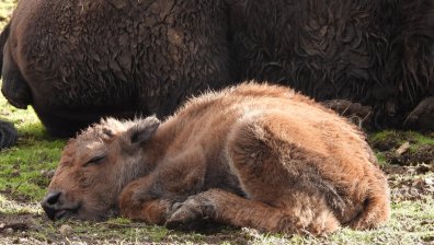 Радост в столичния зоопарк - роди се бебе бизонче
