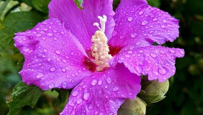 Времето днес: Дъжд и сняг на места