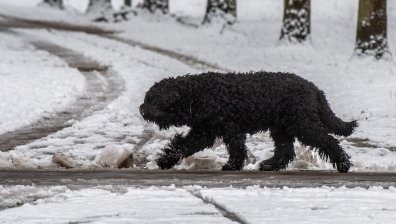 Защо кучетата са по-застрашени през зимата