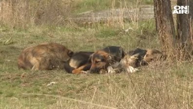 Мъж убил бездомно куче с дърво