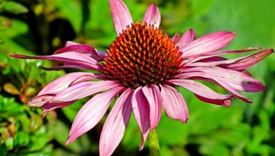 С кои натурални продукти да засилим имунната си система?