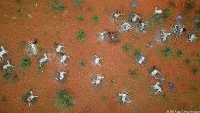 Преди 65 млн. години измират динозаврите. Учени: Намираме се в ранна фаза на подобна катастрофа