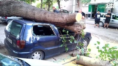 Дърво падна и потроши три коли в Пловдив