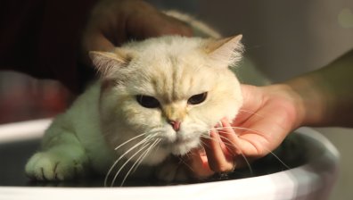 Парад на котешката красота в София, сребърна британска късокосместа за &euro;10 000