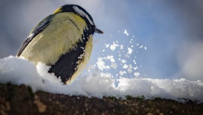 Първи сняг падна в Борисовата градина