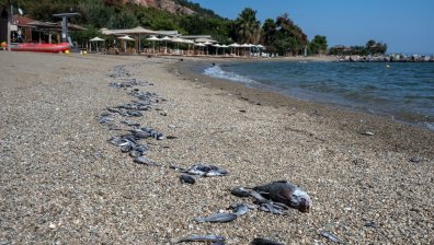 След тоновете мъртва риба във Волос плуването вече е безопасно