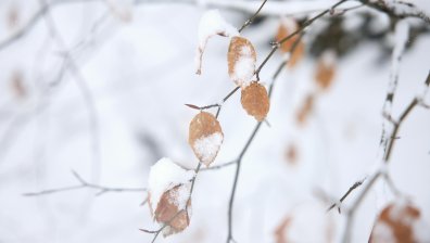 Времето днес: Снежна и ветровита Коледа