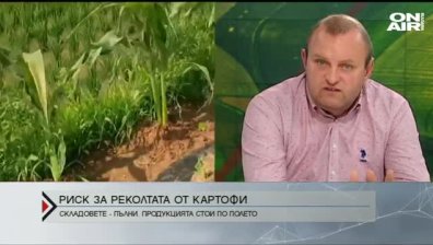 Сериозен риск за реколтата от картофи, производители очакват фалити