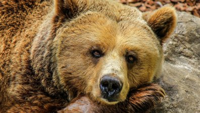 Мечка открадна пратка с тоалетна хартия от веранда в САЩ (ВИДЕО)