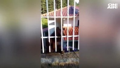 Откриха 4-месечно мече в двора на къща в пернишко село 