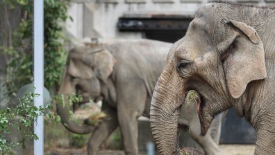 Представиха новите слонове Фрося и Луиза в зоопарка в София