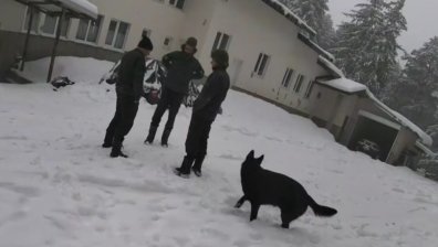 Кучетата в трагедията "Петрохан": КАЖИ със сигнал до прокуратурата за смъртта им