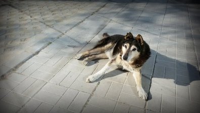 Сърце, обвито в козина: За кучетата и котките с любов