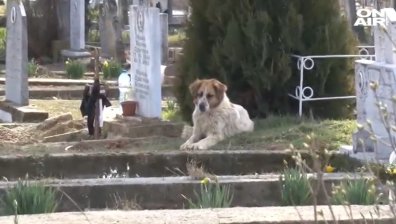 Куче, лежащо върху гроба на човек, починал преди седмици, взриви интернет