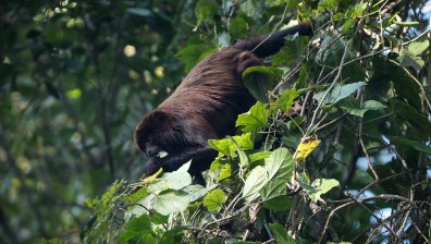 Убиват и замерят с камъни примати заради маймунската шарка, СЗО с остра критика