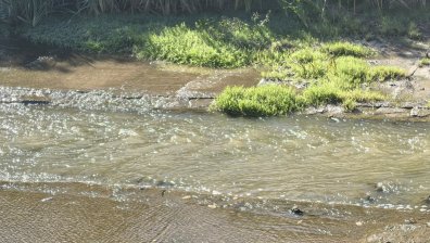 Прокуратурата в Перник: Замърсяването на Струма е застрашило животните и растенията
