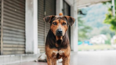 Гавра с животни: Мъже хвърляха кучета във фонтан в Стара Загора