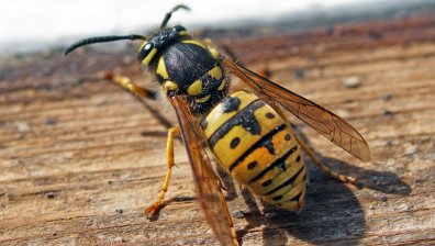 Учени откриха ценна съставка в отровата на оси