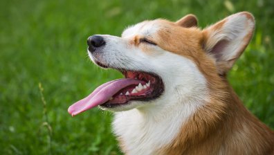 След погребението на Елизабет II: Цената на коргитата във Великобритания скочи двойно