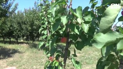 Капризите на времето унищожиха реколтата от кайсии в Силистренско