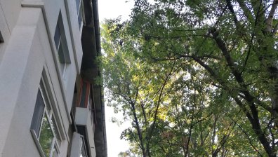 Високи дървета причиняват щети по покриви в столични квартали