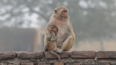 Откриха първи случай на зараза с маймунски херпес в Хонконг