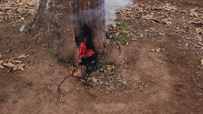 Тийнейджъри подпалиха с пиратки дърво в гора край Пловдив (+ВИДЕО)