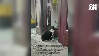 "Ким Кардашиян в света на котките": Четириного е звезда в TikTok, привлича туристи в Полша