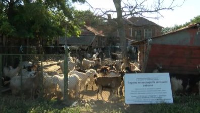 Управляващите категорични: Чума има! Действаме адекватно