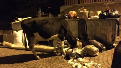 Крави ровят в кофите, пресичат околовръстния път в София